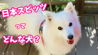 日本スピッツってどんな犬？