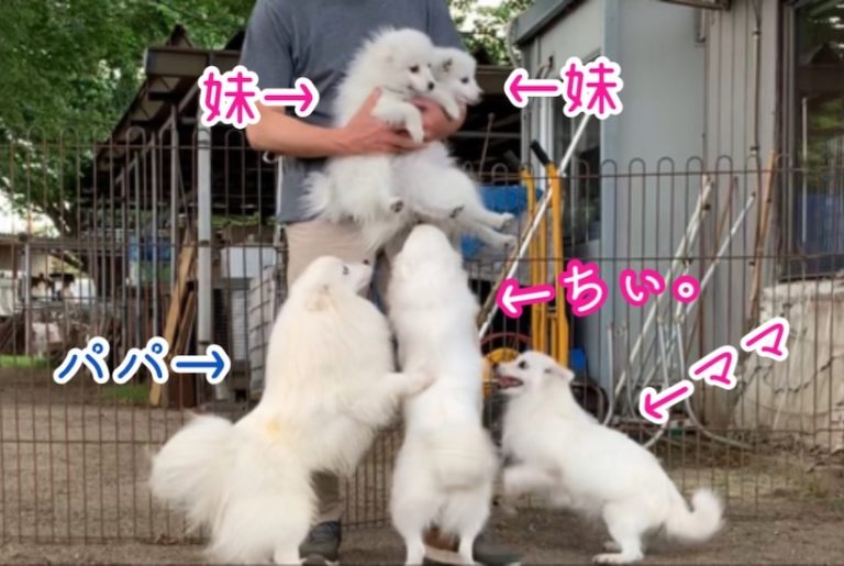 動画 犬の里帰り 栃木のブリーダーさんのところに行って親犬に会ってきました 日本スピッツちぃ