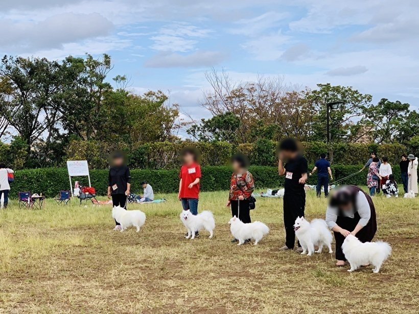 日本スピッツ協会ってどんな会？本部展ってどんなことやるの？│日本