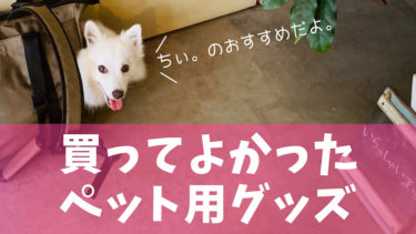 愛犬の兄弟犬 姉妹犬を探してみない 兄弟犬を検索ができる動物用sns２選 日本スピッツちぃ