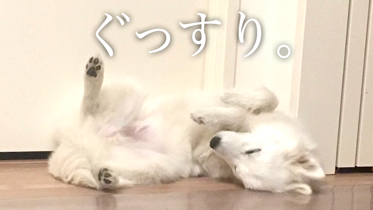 初めてのドッグランで疲れ果てて眠る子犬時代の日本スピッツちぃ ドッグランデビュー 日本スピッツちぃ