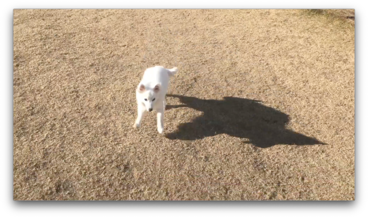 初めてのドッグランで疲れ果てて眠る子犬時代の日本スピッツちぃ ドッグランデビュー 日本スピッツちぃ