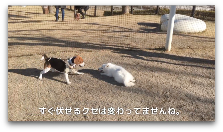 初めてのドッグランで疲れ果てて眠る子犬時代の日本スピッツちぃ ドッグランデビュー 日本スピッツちぃ