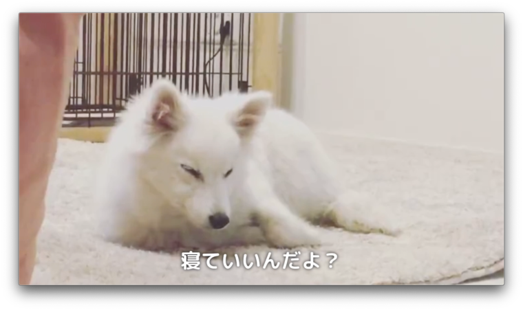 初めてのドッグランで疲れ果てて眠る子犬時代の日本スピッツちぃ ドッグランデビュー 日本スピッツちぃ