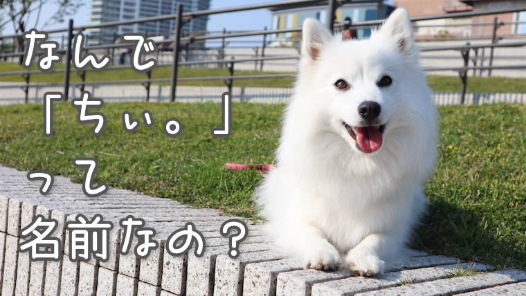 愛犬の名前が ちぃ になったワケ 犬の名前の由来 日本スピッツちぃ