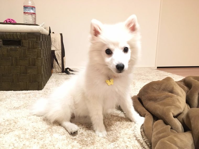 犬を飼うと決めて日本スピッツちぃ と出会うまで