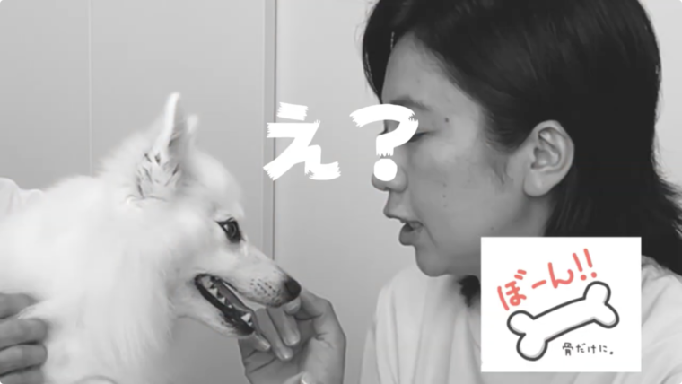 日本スピッツちぃ に聞く 100の質問 日本スピッツちぃ