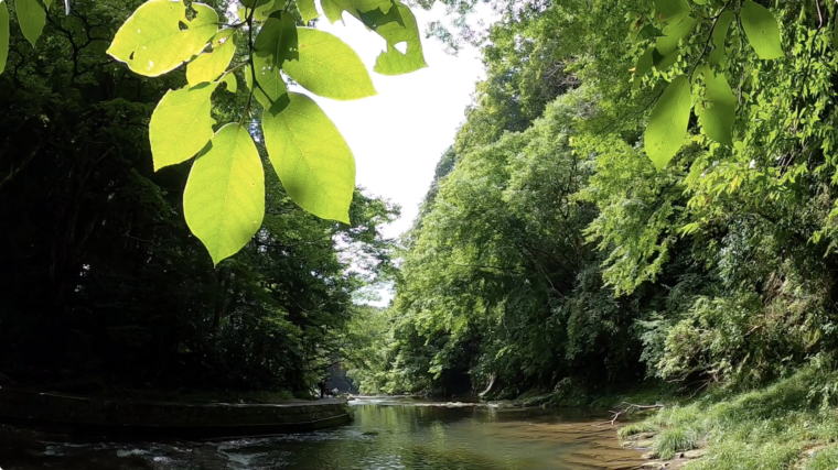 養老渓谷 粟又の滝 で初めての川遊び 愛犬がめちゃめちゃ笑顔で楽しそうでした 笑 日本スピッツちぃ