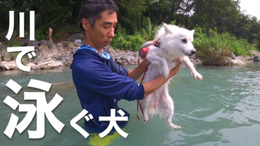 東京から２時間以内 愛犬と水遊びができるおすすめスポット９選 川遊びやプールなど 日本スピッツちぃ