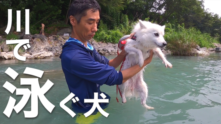 奥多摩 釜の淵公園 で犬連れで川遊び 動画あり 日本スピッツちぃ
