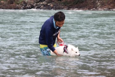 犬 ペット とのお出かけスポット 日本スピッツちぃ