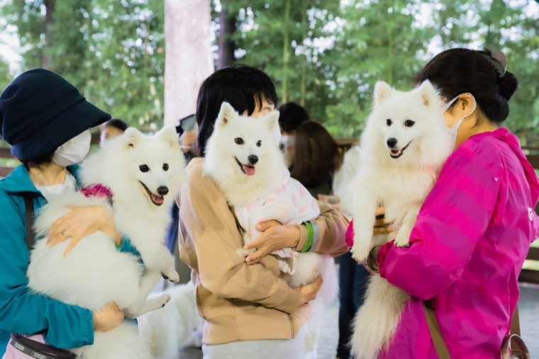 愛犬の兄弟犬 姉妹犬を探してみない 兄弟犬を検索ができる動物用sns２選 日本スピッツちぃ