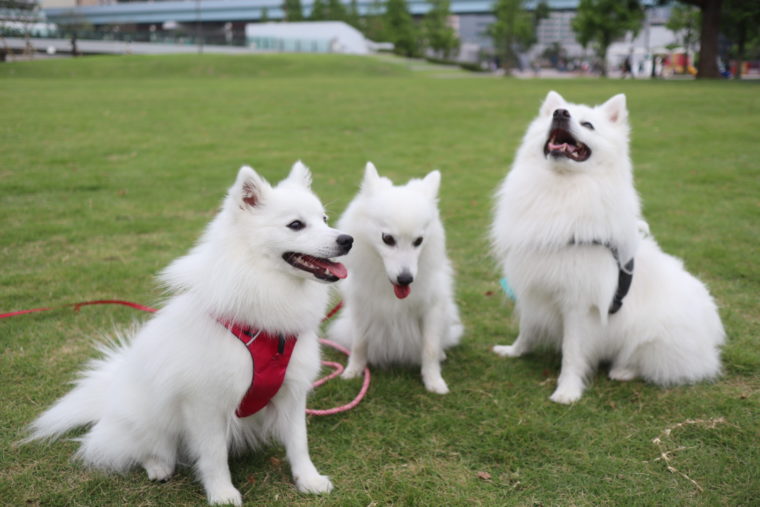 純白が魅力的 白い犬 毛色が白の犬種 まとめ20選 日本スピッツちぃ