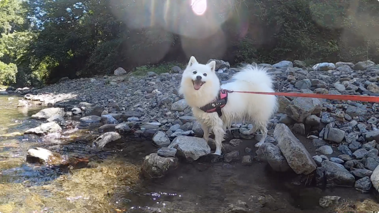 東京から２時間以内 愛犬と水遊びができるおすすめスポット９選 川遊びやプールなど 日本スピッツちぃ