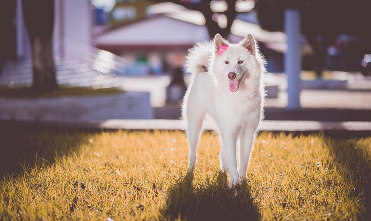 純白が魅力的 白い犬 毛色が白の犬種 まとめ選 日本スピッツちぃ
