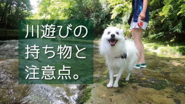 純白が魅力的 白い犬 毛色が白の犬種 まとめ選 日本スピッツちぃ