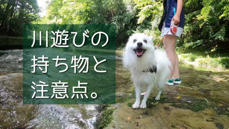 愛犬と川遊びをするときの持ち物と注意点 日本スピッツちぃ