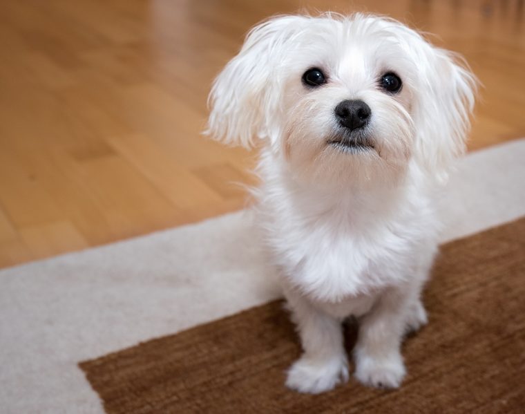 純白が魅力的 白い犬 毛色が白の犬種 まとめ選 日本スピッツちぃ