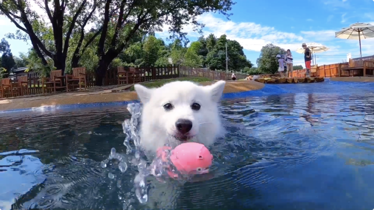 東京から２時間以内 愛犬と水遊びができるおすすめスポット９選 川遊びやプールなど 日本スピッツちぃ