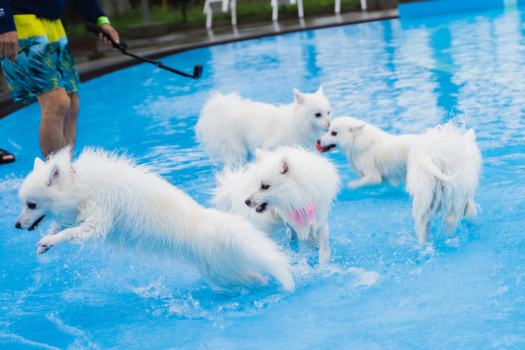 東京から２時間以内 愛犬と水遊びができるおすすめスポット９選 川遊びやプールなど 日本スピッツちぃ