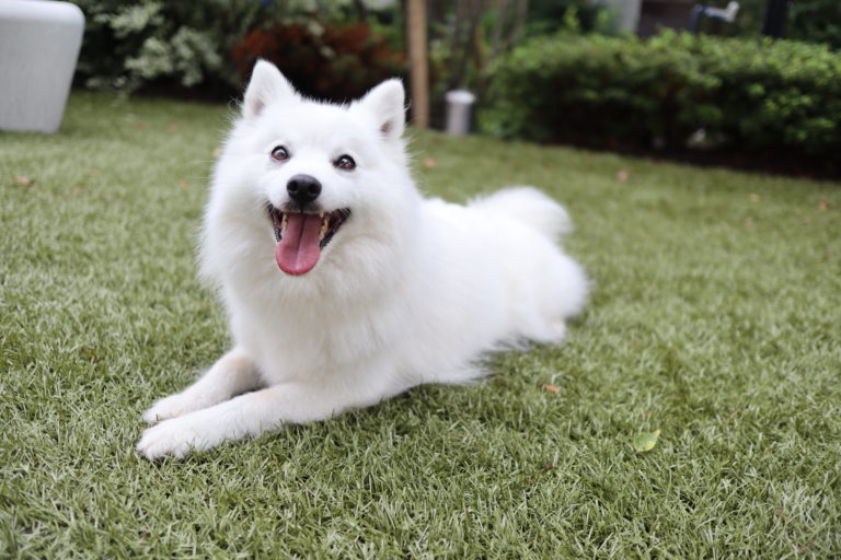 日本スピッツや白い犬の素材 動画や写真 をお探しの方へ 日本スピッツちぃ