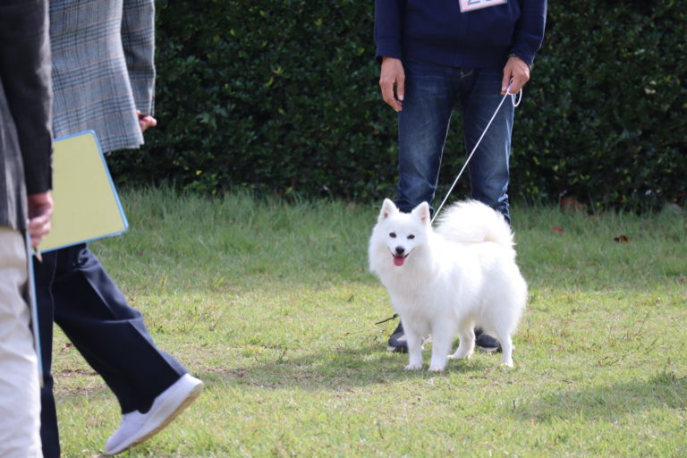 はじめてドッグショーに出場してきました【日本スピッツ協会 本部展