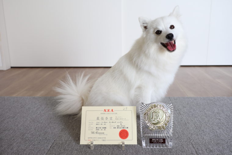 ご報告】日本スピッツ協会 第127回本部展にてBG（Best Group）を