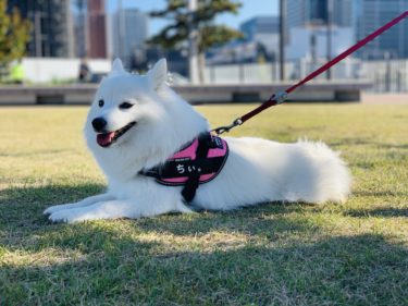 名前入りがめちゃかわいい♥ ユリウスK9のハーネスと名前入りラベルは