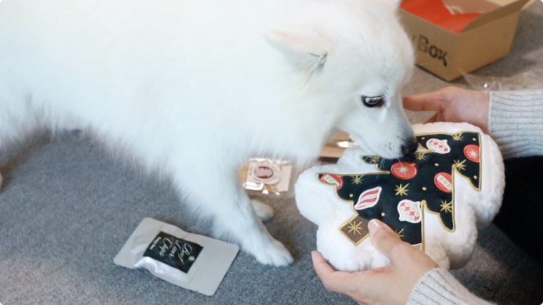 Doggy Box（ドギーボックス）】犬のおもちゃとおやつが毎月届くお