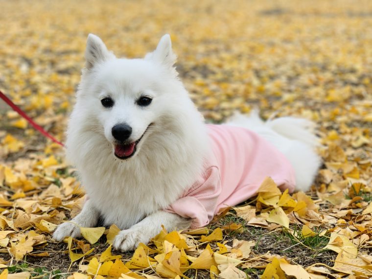 国営昭和記念公園とgreen Springsを愛犬と散歩 日本スピッツちぃ