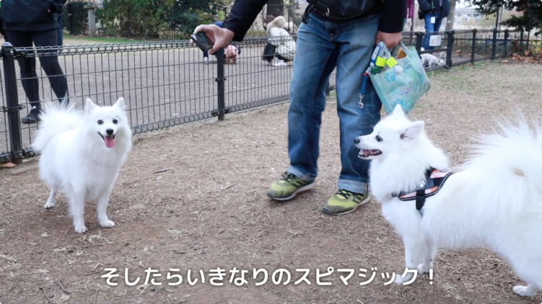 国営昭和記念公園とgreen Springsを愛犬と散歩 日本スピッツちぃ