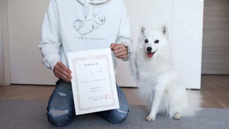 愛犬飼育管理士の資格を取得しました✨│日本スピッツちぃ。