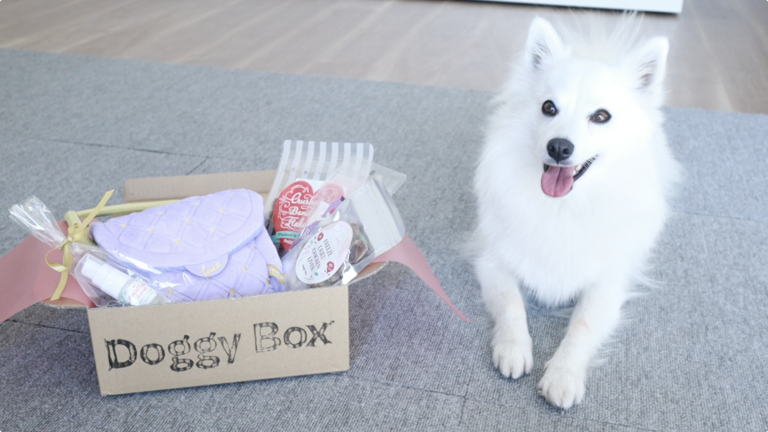 Doggy Box（ドギーボックス）2月号】バレンタインのプレゼントに愛犬へ