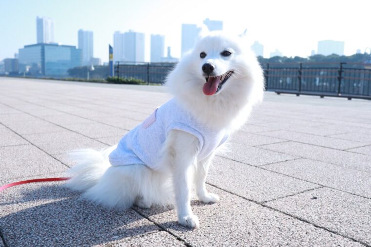 犬服を型紙からおこして手作りしてみた│日本スピッツちぃ。