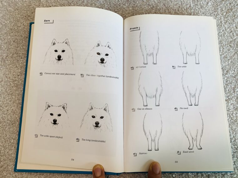 THE JAPANESE SPITZ 犬種標準（スタンダード）