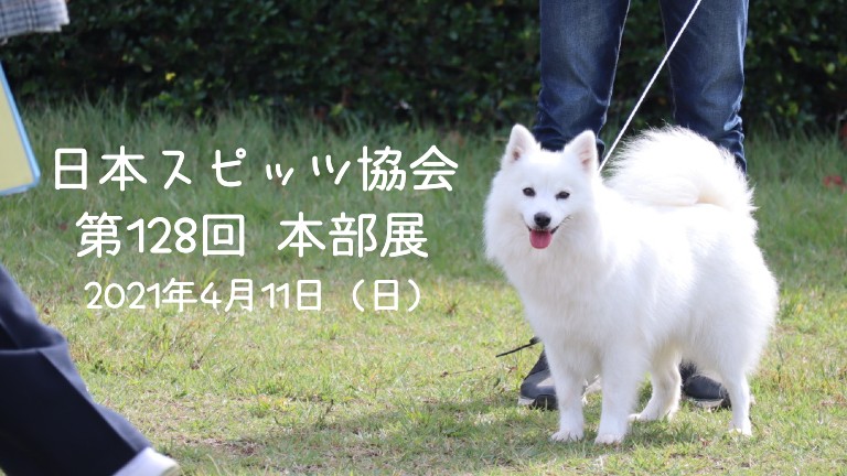 もふもふサモエド スピッツ防水ステッカー 白い犬 - 犬用品