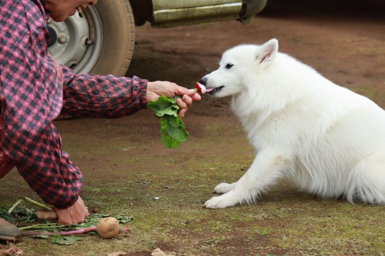 ラディッシュを食べる犬