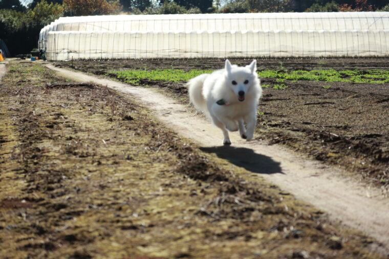 畑を走る犬